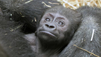 Συγκινητικό θέαμα: Μαμά χιμπατζίνα πενθεί, κουβαλώντας το νεκρό μωρό της για μήνες 