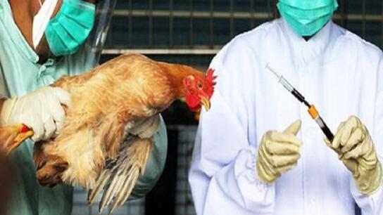 Γρίπη των πτηνών: Γιατί δεν μπορεί να προκαλέσει προς το παρόν πανδημία; 