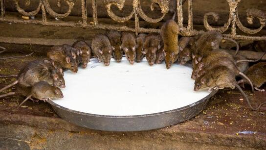 Ναός στην Ινδία φιλοξενεί 25.000 ιερά... ποντικάκια