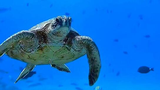 Χελώνα πνίγεται από πλαστικό στη θάλασσα της Χαβάης