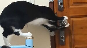 Γάτα ανοίγει με τα πόδια πόρτα με στρογγυλό χερούλι