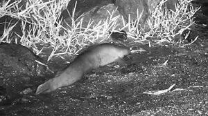 Γατόψαρο απαθανατίζεται να "περπατά" στην στεριά!