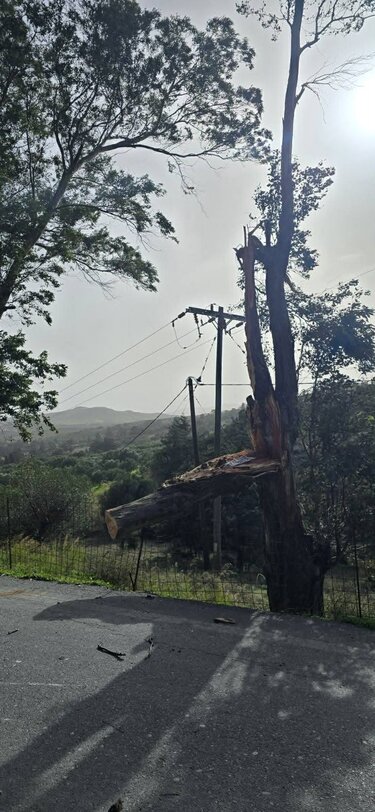 Δέντρο Μονή επανωσήφη