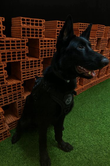 Τσικόπουλος σκύλος έρευνες