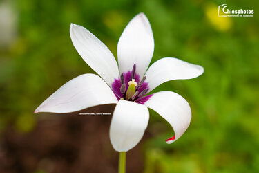 Άγρια Τουλίπα, Χίος