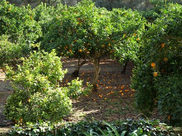 δήμος-Αγίου Νικολάου