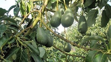 Σε νέα ημερομηνία η εκπαιδευτική ημερίδα για την καλλιέργεια αβοκάντο στην Κρήτη