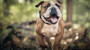 Δεν χαλαρώνει ποτέ ο σκύλος σας στο σπίτι; - Τι μπορείτε να κάνετε