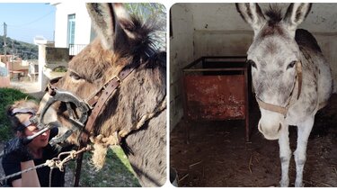 Φιλοζωϊκή Κρήτης, Ιπποειδή, Δράσεις