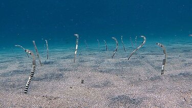  Χέλια-ζέβρες