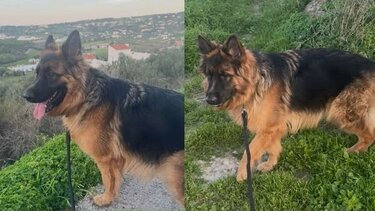 Καλυψώ, Λυκόσκυλο