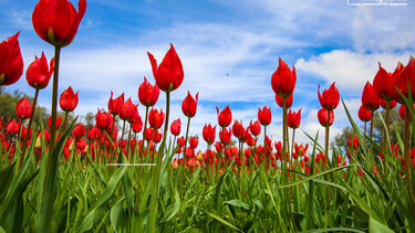 Άγρια Τουλίπα, Χίος