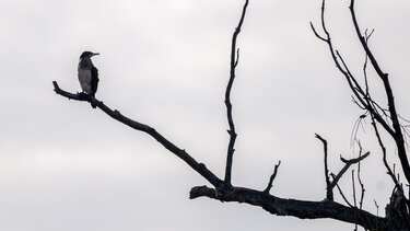 δέντρο κοράκι