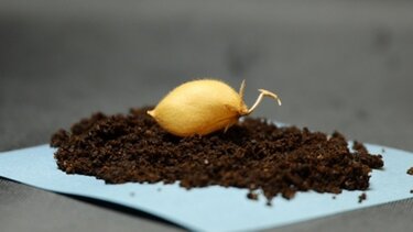 Καλλιέργεια