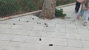 πεζοδρόμια-καθαριότητα