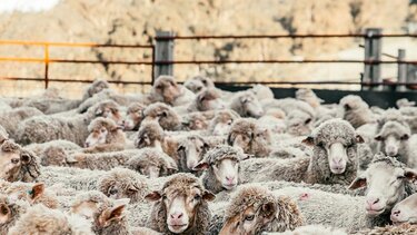 πρόβατα-στάνη