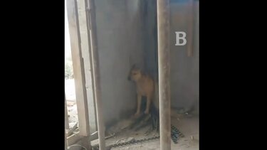 Πόλεμος στη Μέση Ανατολή: Σκύλος στη Δυτικό Όχθη κρύβεται πανικόβλητος καθώς ηχούν σειρήνες πολέμου