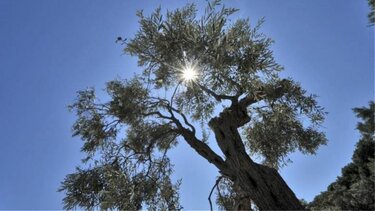 Αίθριος ο καιρός στην Κρήτη την Πέμπτη με 18άρια