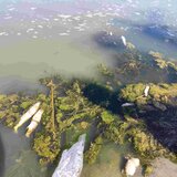 Καρτερός: Ό,τι σκοτώνει τα ψάρια δεν αποτελεί κίνδυνο για τον άνθρωπο!