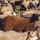 Στον Πρωθυπουργό οι Κρητικοί κτηνοτρόφοι για την ευλογιά των αιγοπροβάτων 