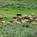 Γιατί απορρίπτεται ο μαζικός εμβολιασμός για την ευλογιά αιγοπροβάτων