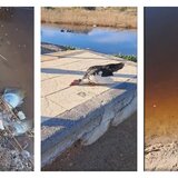 Ανάληψη: Σοκαριστικές εικόνες με νεκρά ψάρια- Σε συναγερμό κάτοικοι της περιοχής- Δείτε βίντεο