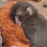 Μακάκος βρήκε παρηγοριά σε λούτρινο ουρακοτάγκο όταν τον απέρριψε η μαμά του - Βίντεο