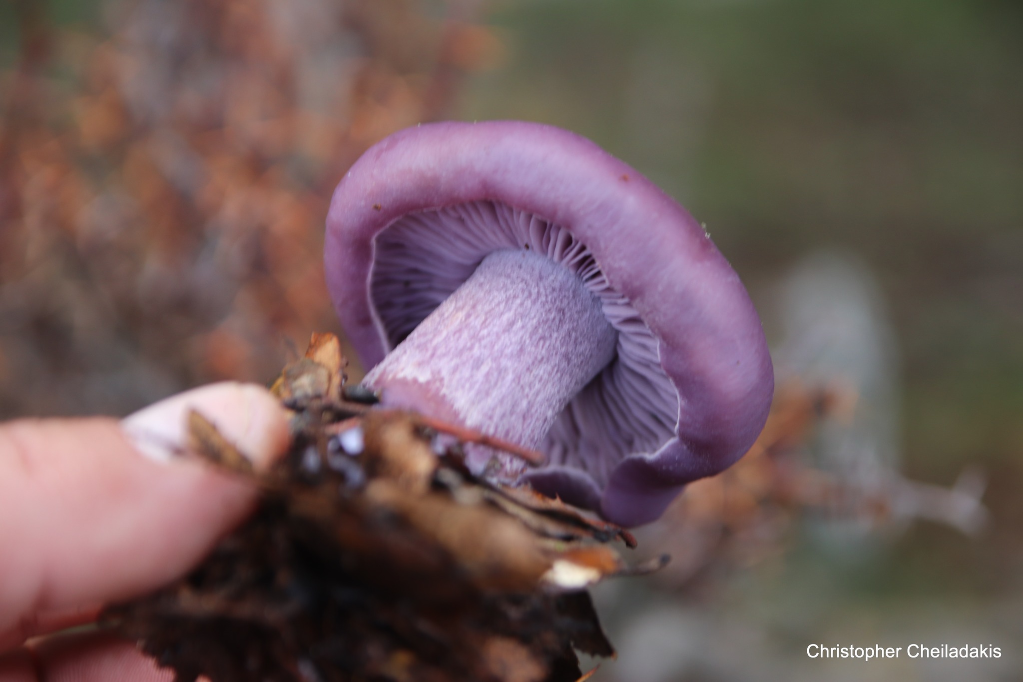 ορειβατικός σύλλογος Αγιου Νικολάου