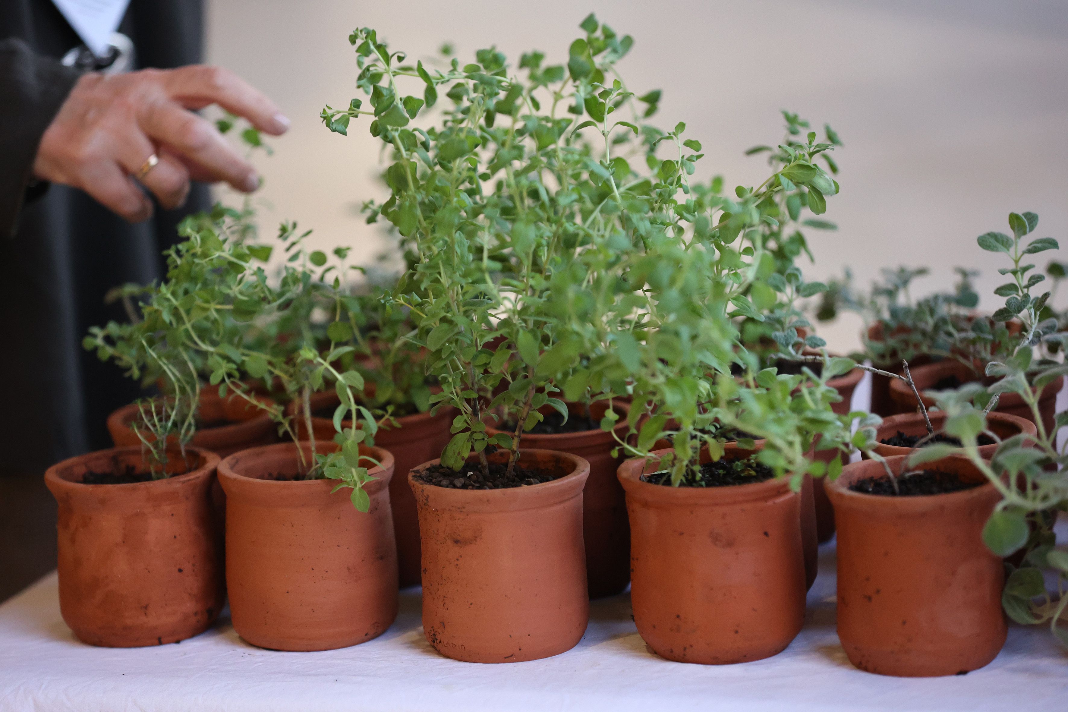 αστικό πράσινο Ηράκλειο δήμος Ηρακλείου ΕΛΜΕΠΑ
