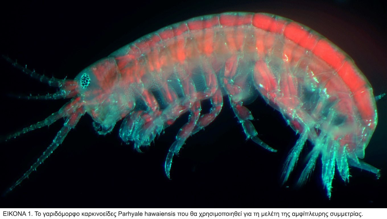 Γαριδόμορφο