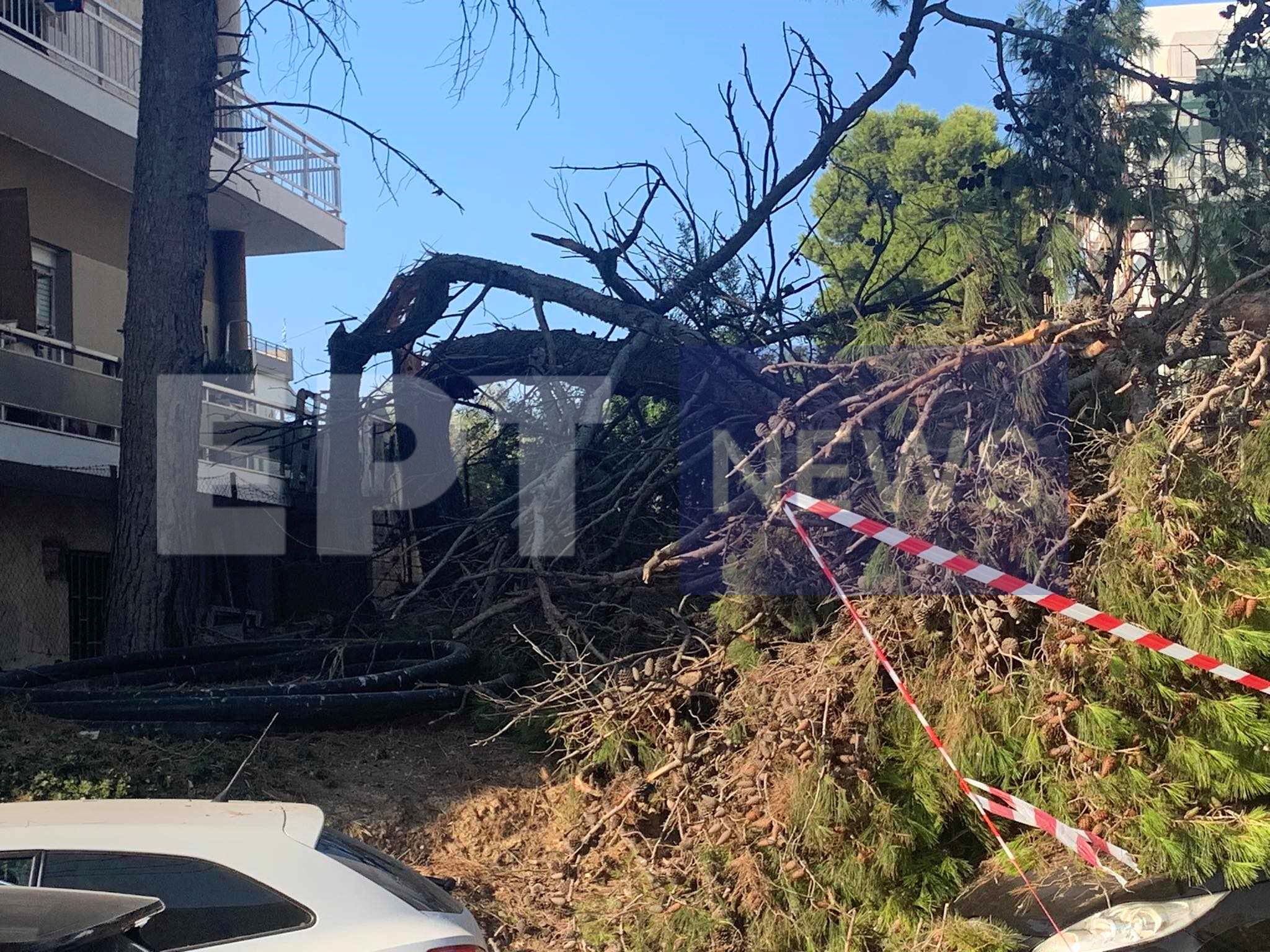 πτώση δέντρου 