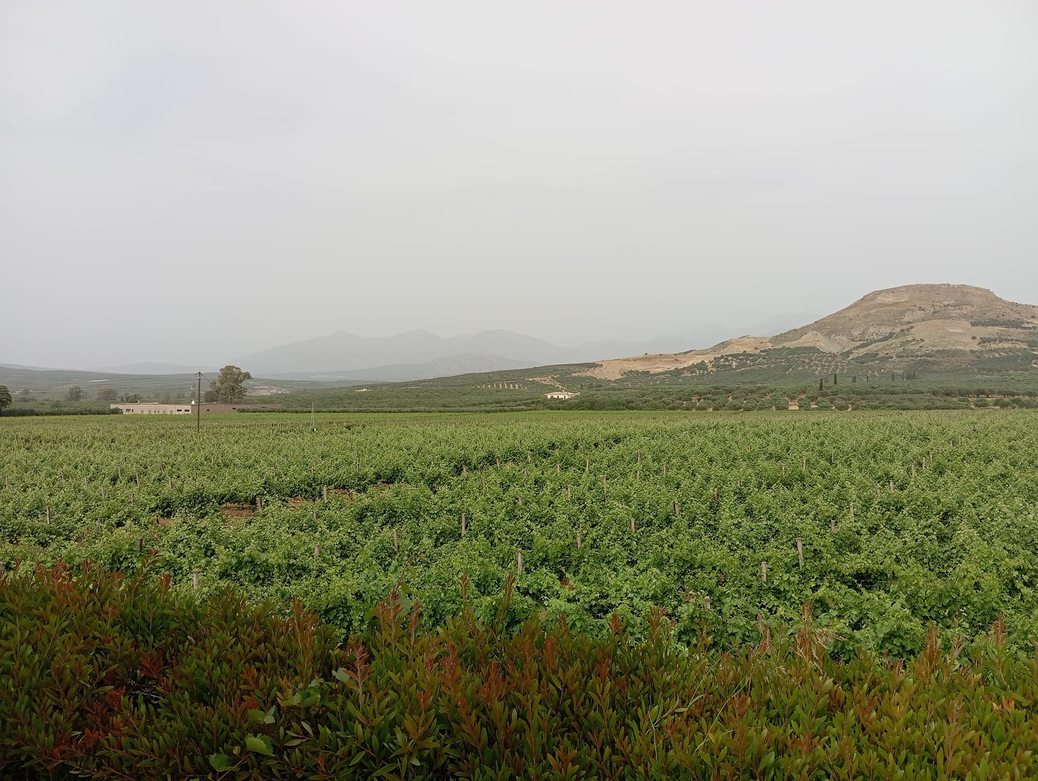 «Ανοιχτές Πόρτες 2024»: Επισκέψεις στα οινοποιεία του Δήμου Μινώα Πεδιάδας