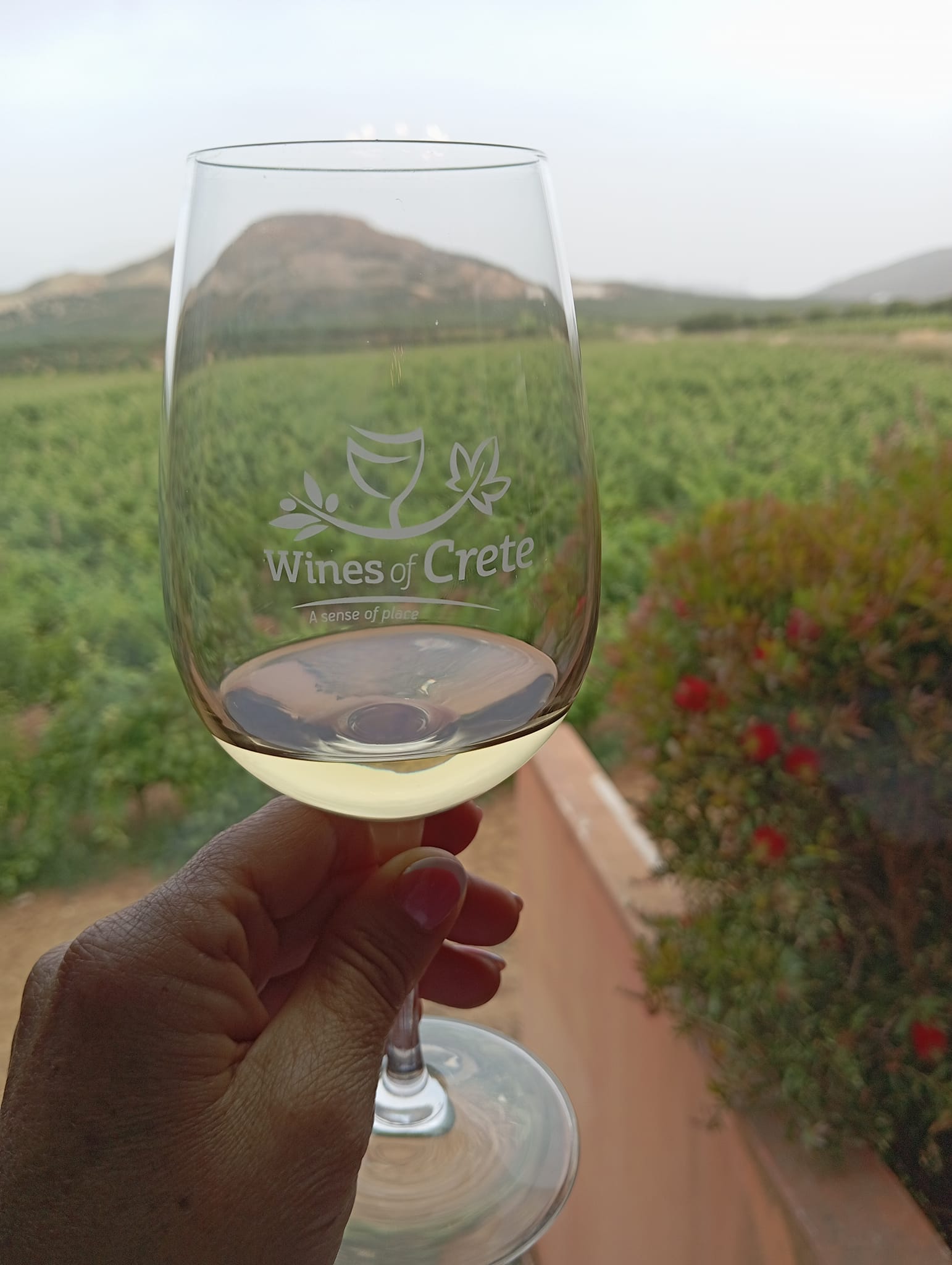 «Ανοιχτές Πόρτες 2024»: Επισκέψεις στα οινοποιεία του Δήμου Μινώα Πεδιάδας