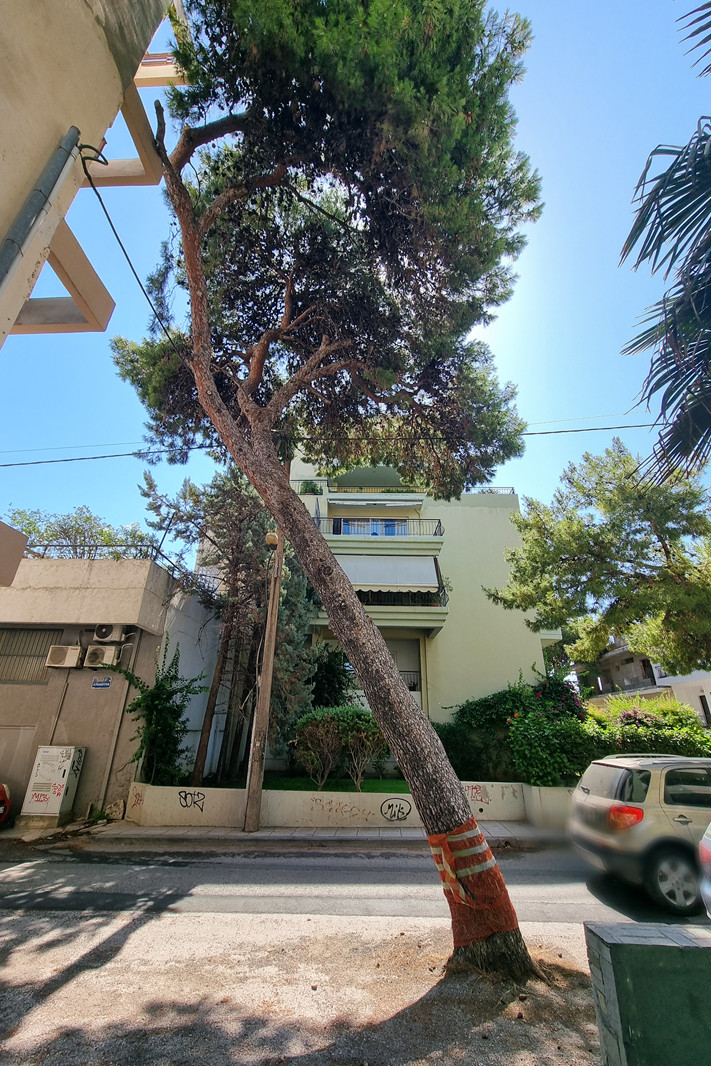 ΕΠΙΚΙΝΔΥΝΟ ΠΕΥΚΟ ΣΤΗΝ ΟΔΟ ΙΕΡΟΛΟΧΙΤΩΝ Εξωτερικός