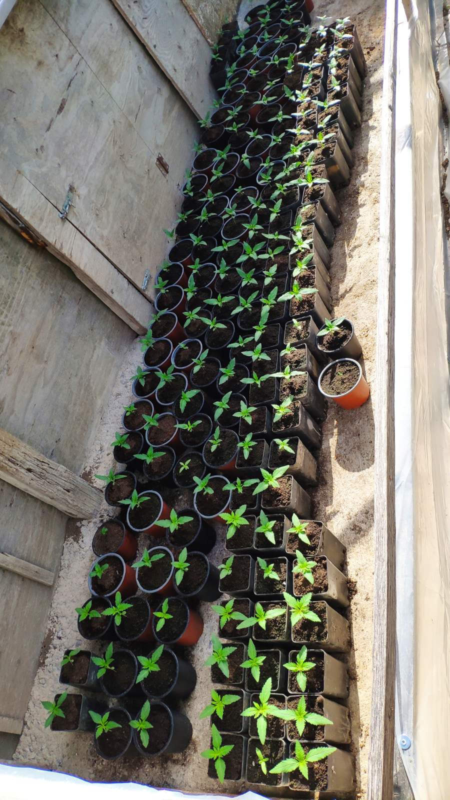 Συνελήφθη ημεδαπός για παραβάσεις της Νομοθεσίας περί ναρκωτικών ουσιών, όπλων και κατοχή εκρηκτικών υλών στο Ρέθυμνο