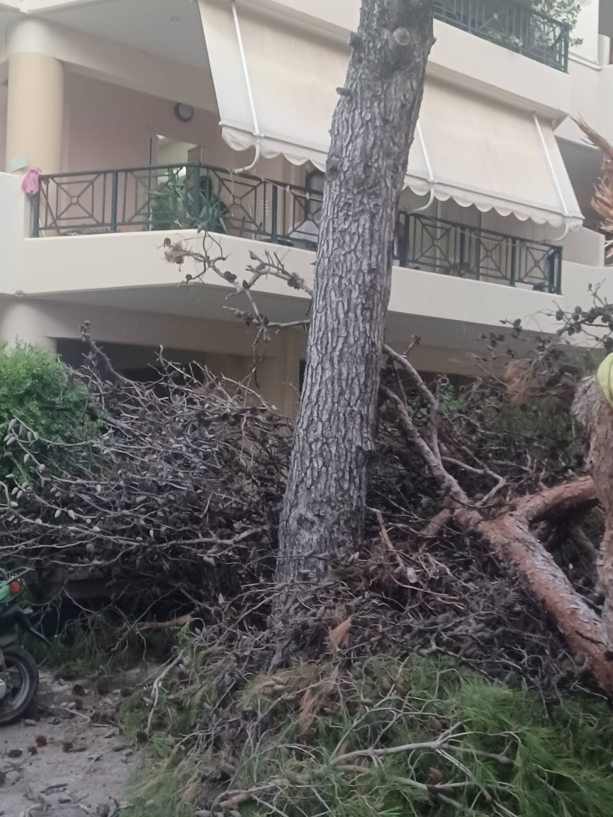 Στη γειτονιά του Μασταμπά που έπεσε το δέντρο ο Μιχάλης Καραμαλάκης