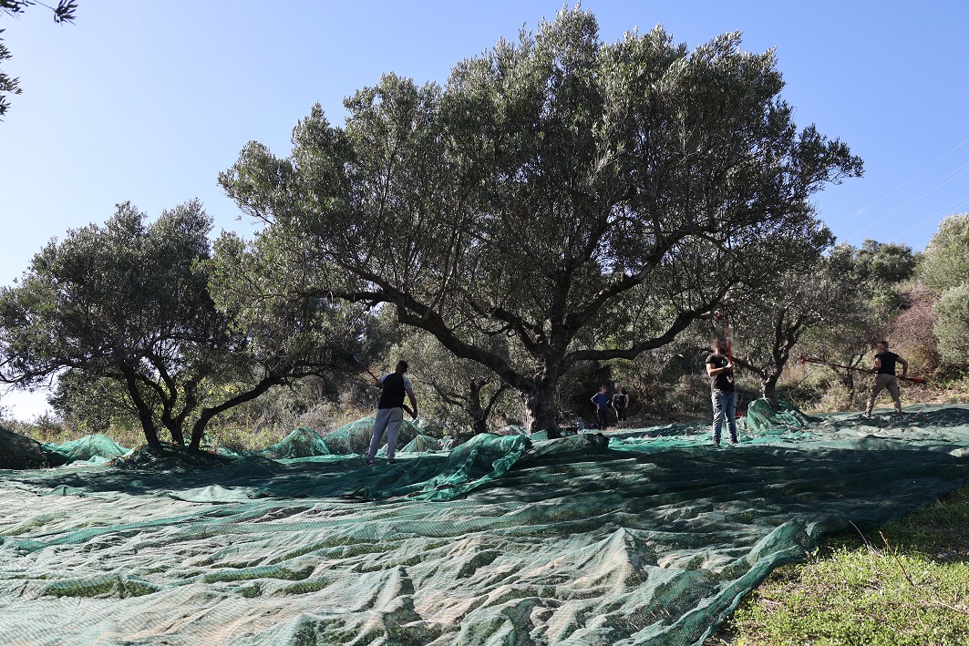 ελαιόδεντρα
