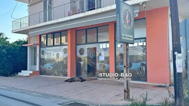 Αγριογούρουνο Άργος