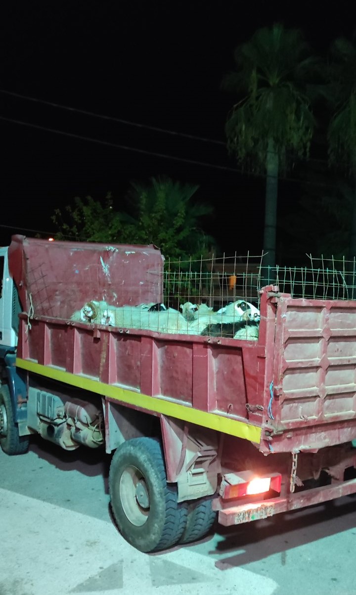 Παρέμβαση της Αστυνομίας για πρόβατα που ρήμαζαν ελαιοκαλλιέργειες 