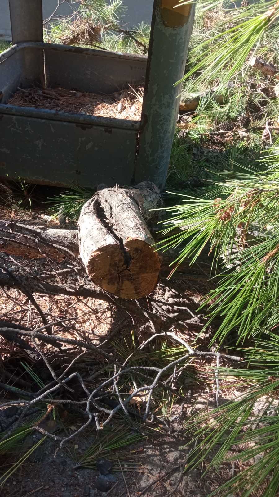  Συνεχίζεται η απομάκρυνση των επικίνδυνων δέντρων στο Ηράκλειο - Απορρίφθηκε και η νέα αίτηση ασφαλιστικών μέτρων 