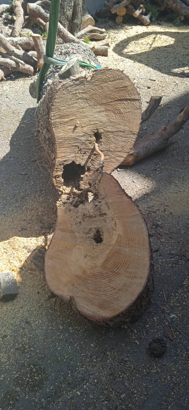 Ηράκλειο: Συνεχίζονται οι κοπές δέντρων - Απορρίφθηκε και η νέα αίτηση ασφαλιστικών μέτρων 