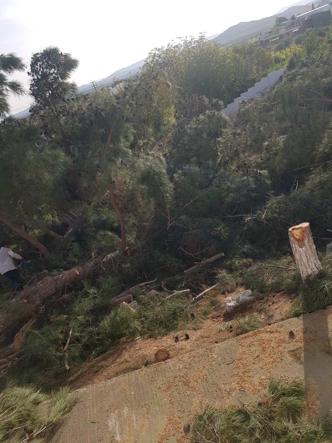 δεντρα, κοπή