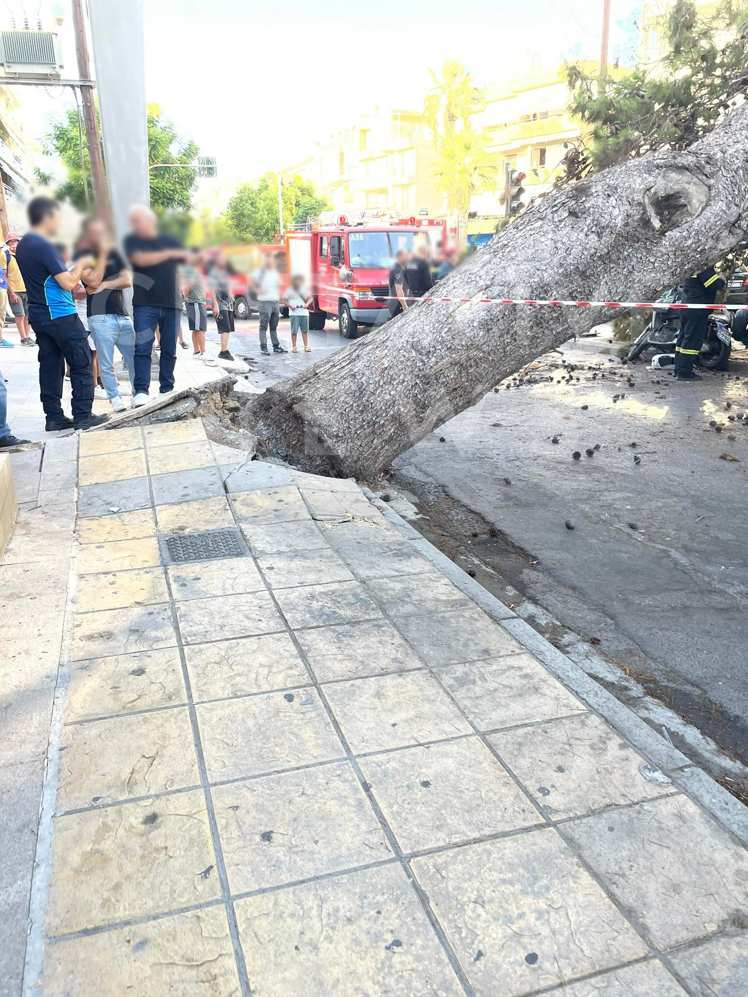 νεκρός-οδηγός-πτώση-δέντρου