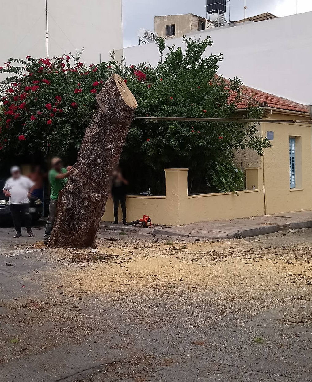 Δέντρο, Τρία Πεύκα-Απομάκρυνση