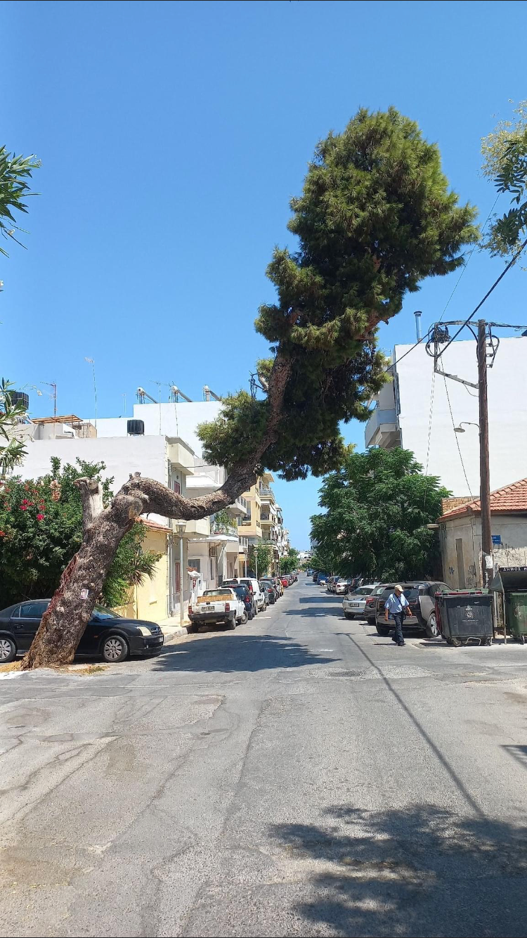 Δεντρο Λορένζτου Μαβίλη και Κωστή Παλαμά