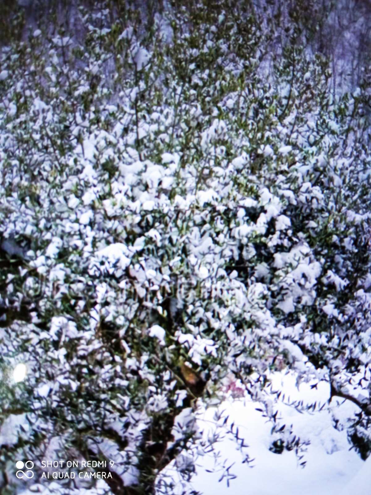 Oliven unter dem Schnee