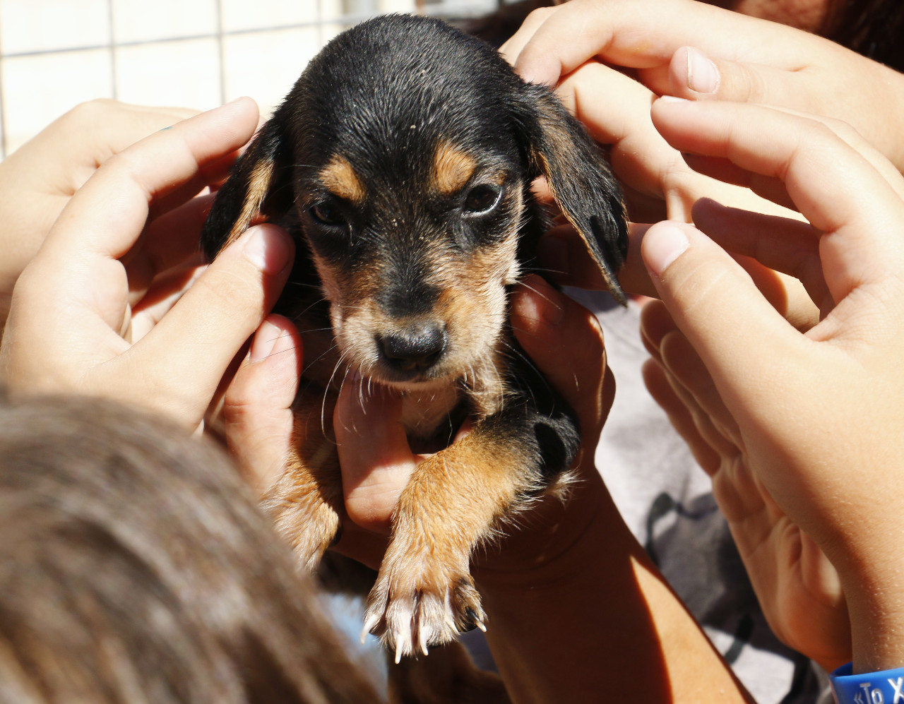 Επίσκεψη μαθητών στο Κυνοκομείο Ηρακλείου