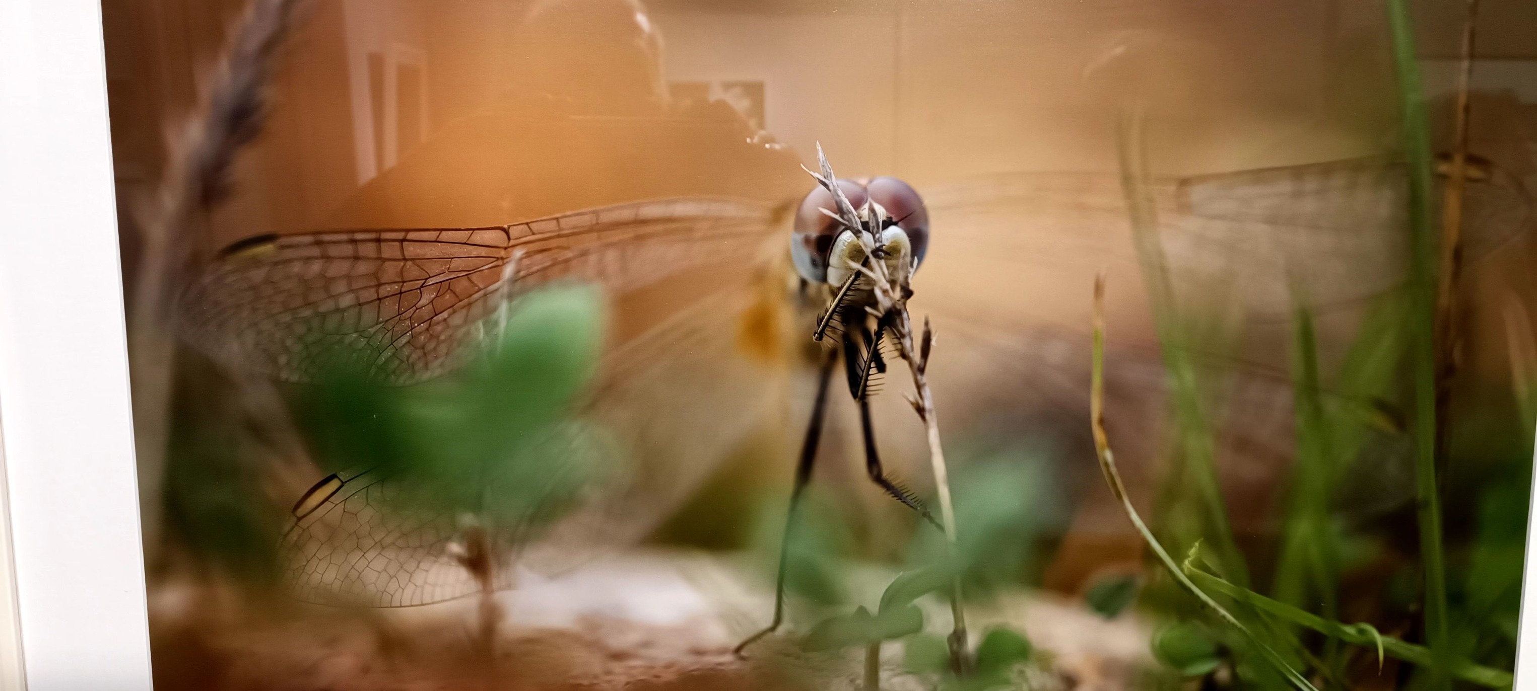 Λαμπρά εγκαίνια της έκθεσης φωτογραφίας "ΜΙΚΡΟΚΟΣΜΟΣ" του Νίκου Καμπιανάκη