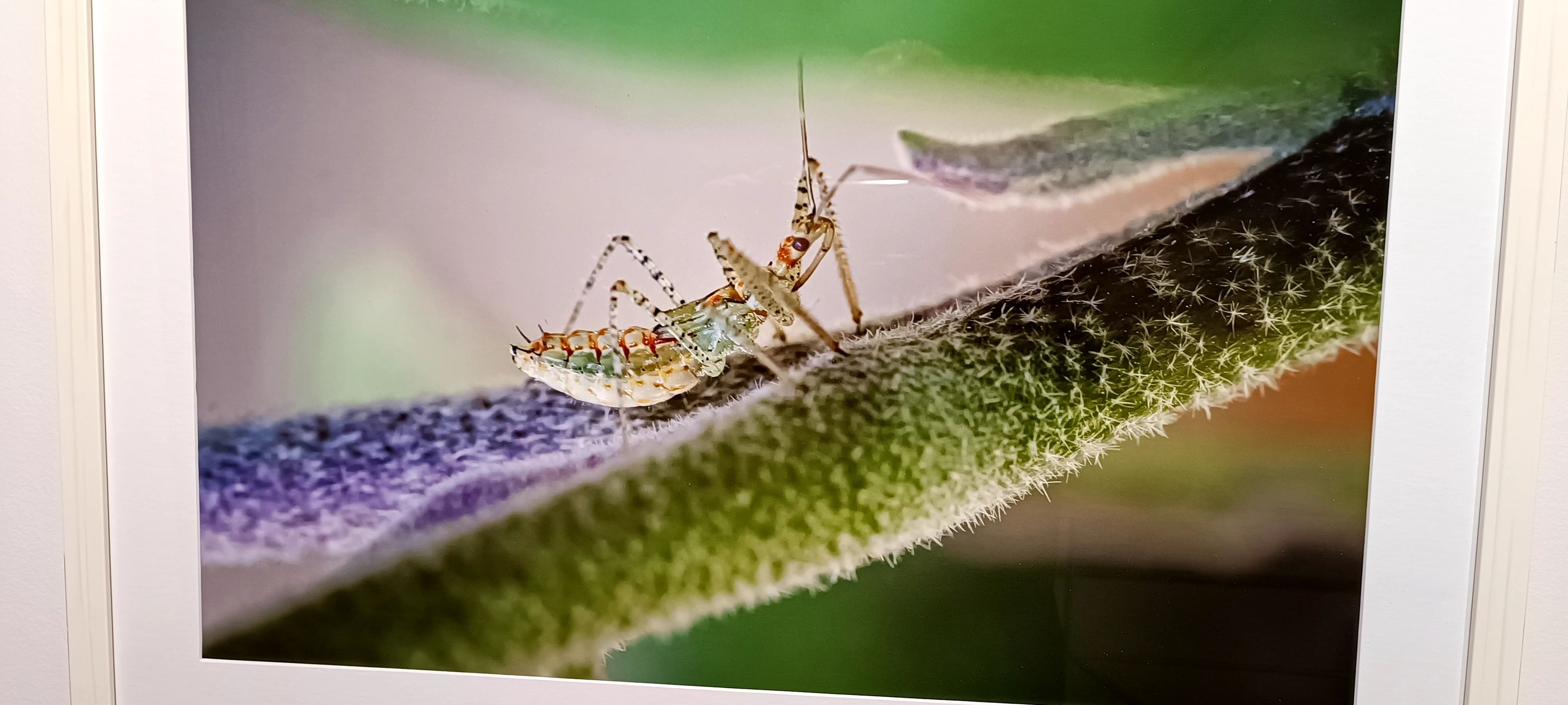 Λαμπρά εγκαίνια της έκθεσης φωτογραφίας "ΜΙΚΡΟΚΟΣΜΟΣ" του Νίκου Καμπιανάκη