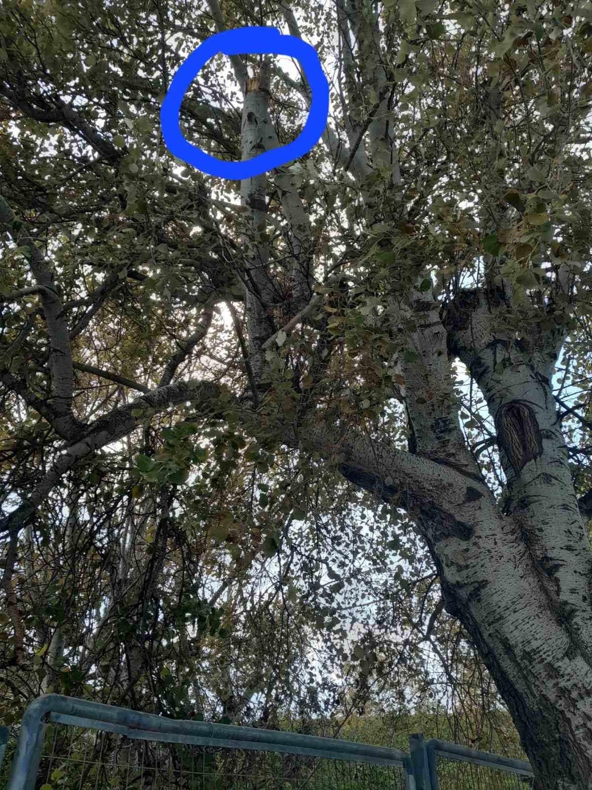 Το δέντρο που φωνάζει βοήθεια… 